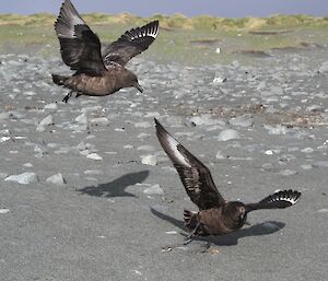 Skuas