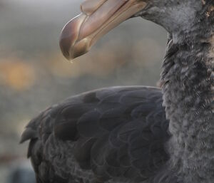 Giant petrel