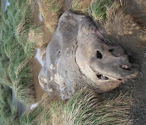 Bull elephant seal carcass