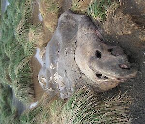 Bull elephant seal carcass