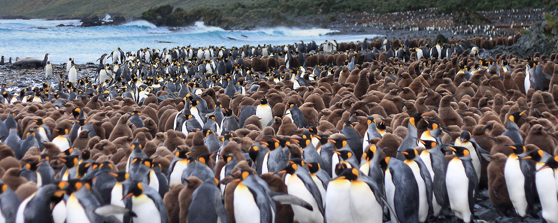 A panormama of Lusi Bay rookery