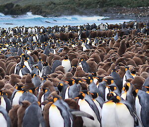 A panormama of Lusi Bay rookery