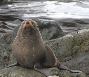 NZ fur seal