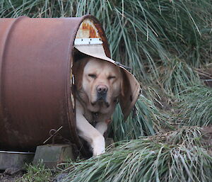 A sleepy dog pokes his head out of a barrel