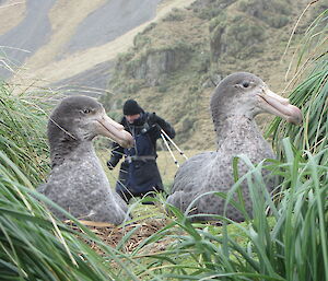 Jack participating in the giant petrel census