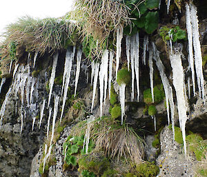 A cold day on Macca — icicles hang from the landscape