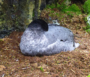 A northern giant petrel has a sleep