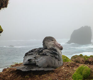 Giant petrel nesting