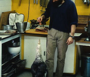 The doctor feeds the injured giant petrel in the kitchen in 1984