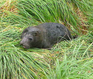 First seal pup recorded 6th Sept