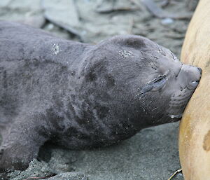 A one day old seal feeding