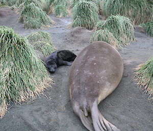 Mother seal and her pup