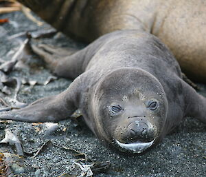 A seal pup with milk around its mouth after feeding