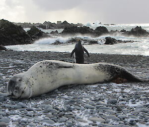A sick leopard seal at Green Gorge
