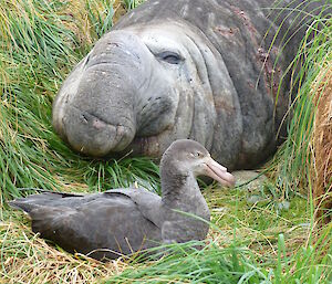 Giant petrel and a bull seal