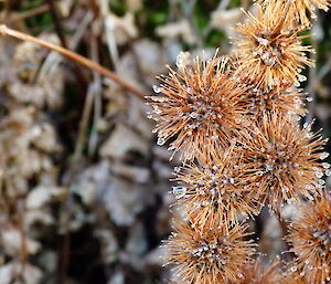 An Acaena sp plant (common name buzzies)