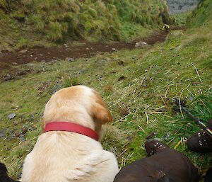 Finn and Kaz watching Stu climb up Petrel Peak