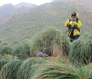 Garry recording the location of northern giant petrels