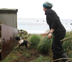 Karen taking Ash through scent training