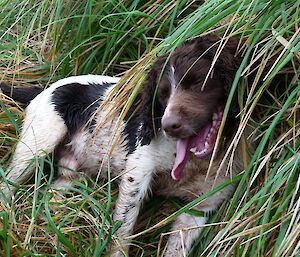 Joker the dog resting in the grass