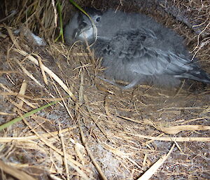 Grey petrel chick