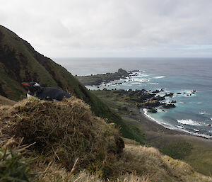 Gentoo nesting high on Hurd Point escarpment