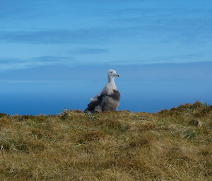 Wandering albatross chick