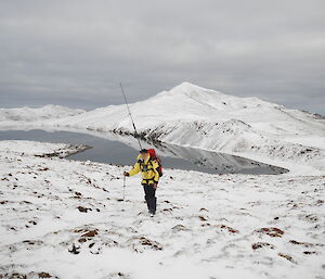 Mango on his way to Mt Waite to work on the repeater