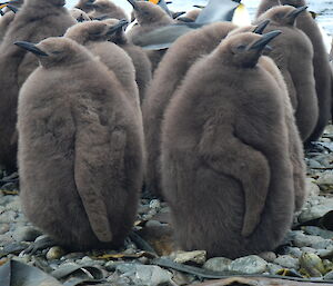 King penguin chicks