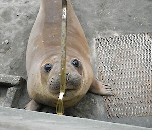 An ele seal poking her head through Colin’s window