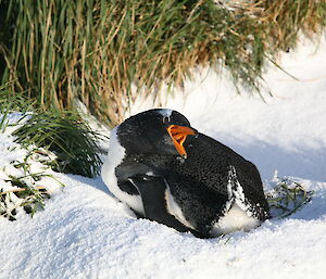Gentoo penguin guarding her nest from another gentoo