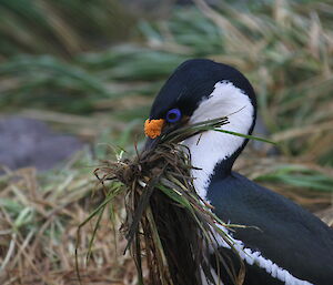 Cormorant preparing a nest