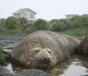 Relaxing it a wallow