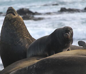 Ralph the naughty sea lion is back