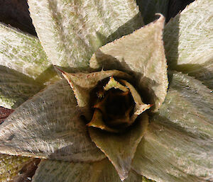 Pleurophyllum hookeri on the move as spring approaches