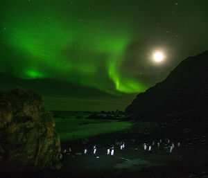 A full moon, an aurora and a bunch of happy penguins