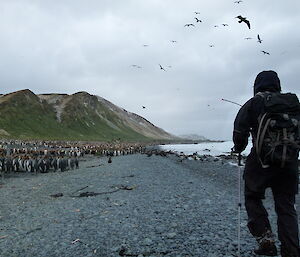 Jack at Lusi Bay surrounded by penguins and birds flying