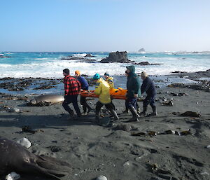 On the beach, over sand and with elephant seals lying around, expeditioners carry a pretend patient during search and rescue training