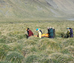 Through the tussocks expeditioners carry a pretend patient during search and rescue training