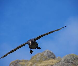 Southern giant petrel in flight