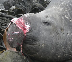 Elephant seal with damaged snout