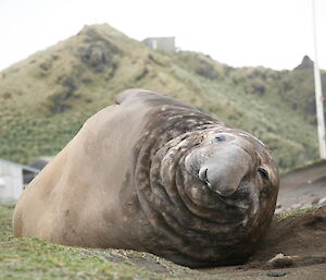 Bull elephant seal facing camera