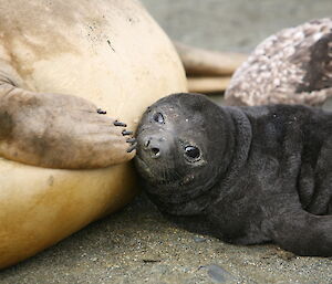 Elephant seal pup cuddles adult elephant seal