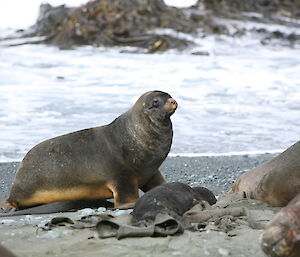 Ralph the Sea Lion watches the elephant seals