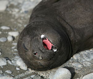 Juvenile elephant seal sleeps on the beach