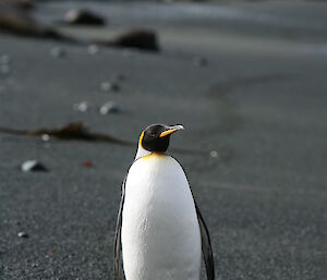 King penguin on Landing Beach