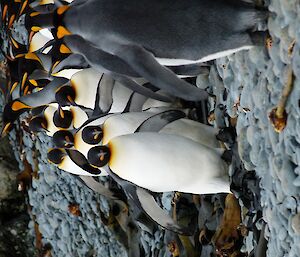 King penguins in a group on rocky shore