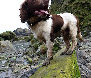 Close up of Joker the dog