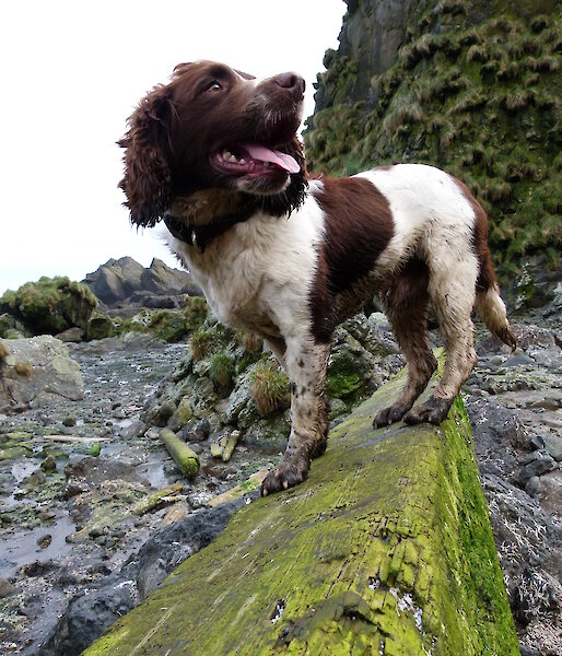 Close up of Joker the dog