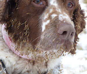 Katie the dog covered in hook grass